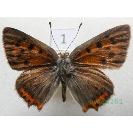 Lycaena phlaeas (Linnaeus, 1761) Czech1